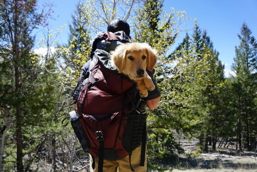 The Ultimate Guide to Dog Backpacks: Choosing the Best for Your Furry Friend