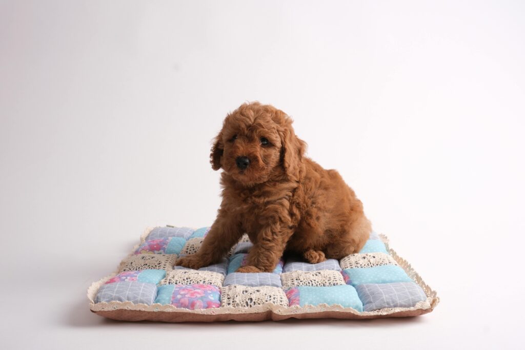 The Ultimate Guide to Dog Beds: Choosing the Perfect Bed for Your Furry Friend