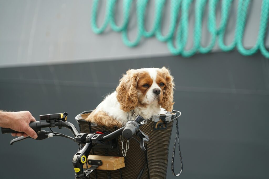 Understanding Dog Bicycle Carriers