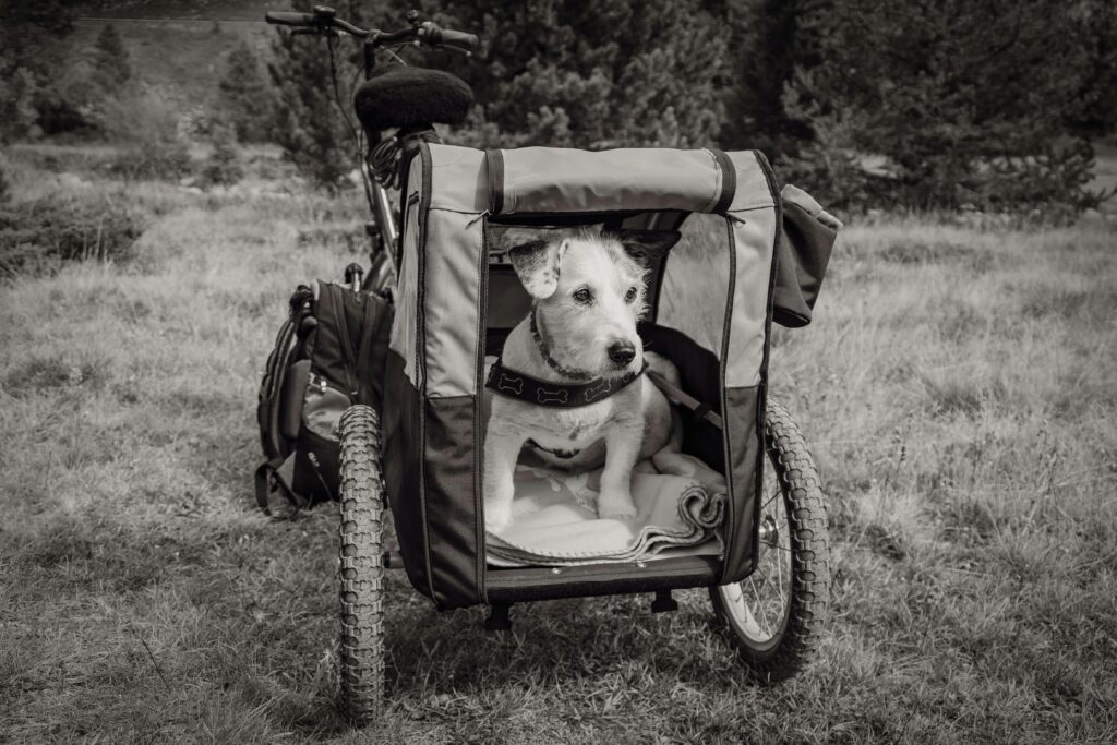 The Ultimate Guide to Dog Bicycle Trailers: Top Picks and FAQs