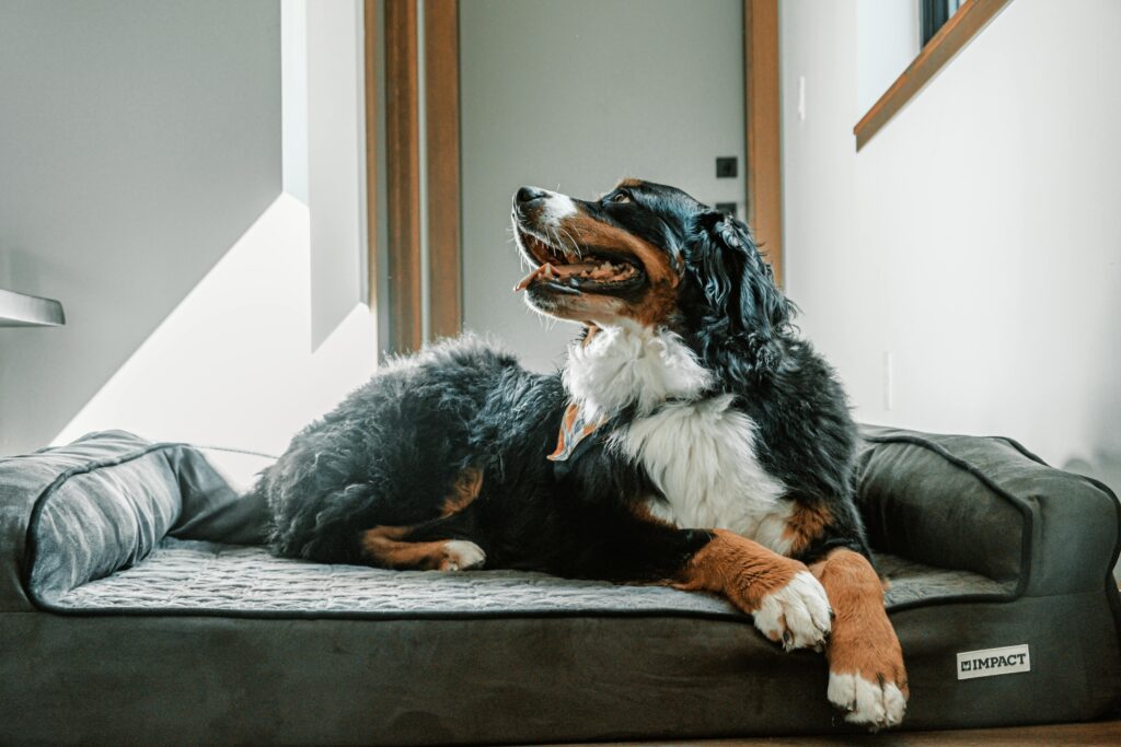 Dog Beds Sofa