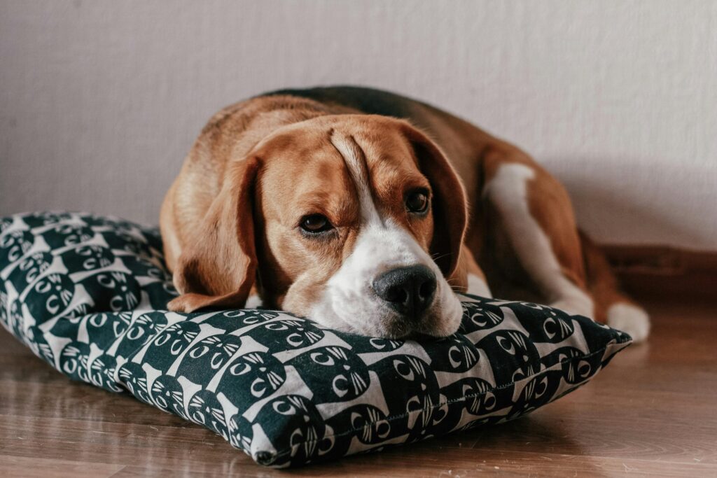 The Ultimate Guide to Dog Pillows: Choosing the Best Comfort for Your Furry Friend