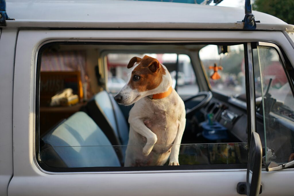 Dog Car Travel Accessories