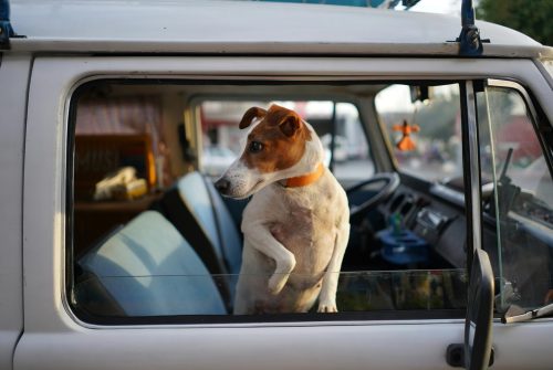 Dog Car Travel Accessories