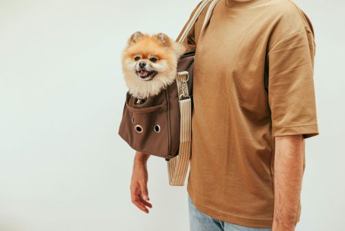 The Ultimate Guide to Dog Carrier Purses: Stylish and Functional Choices for Small Dog Owners